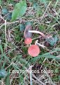 Leratiomyces ceres-amf1797